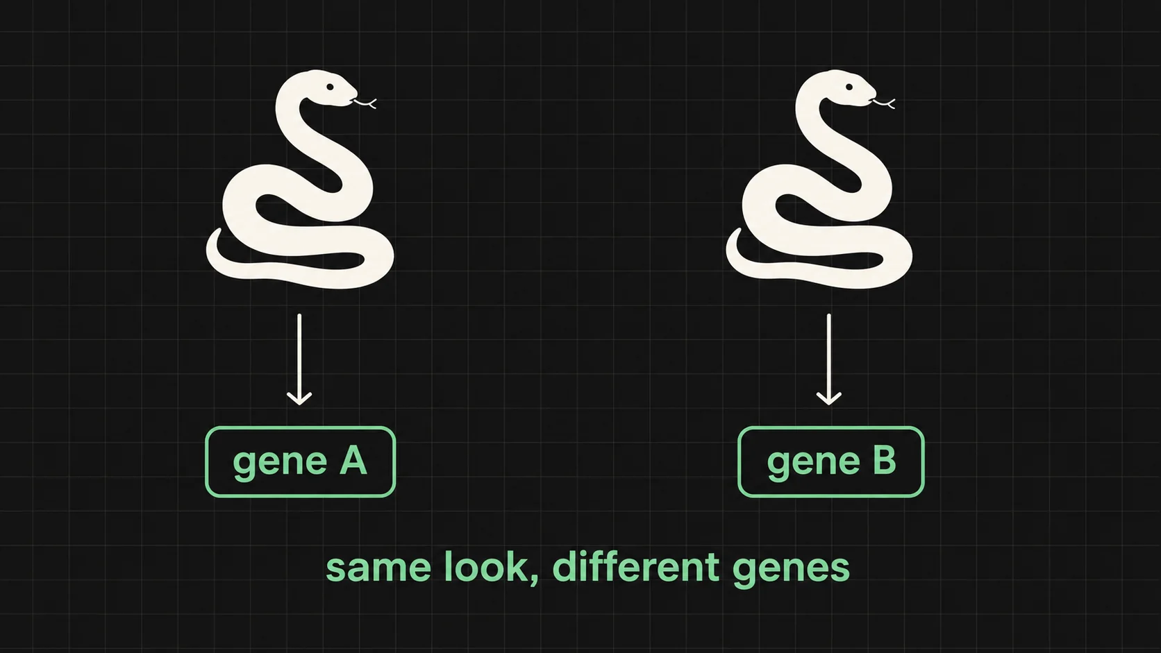 Diagram of two identical-looking snakes arising from different genes, gene A and gene B