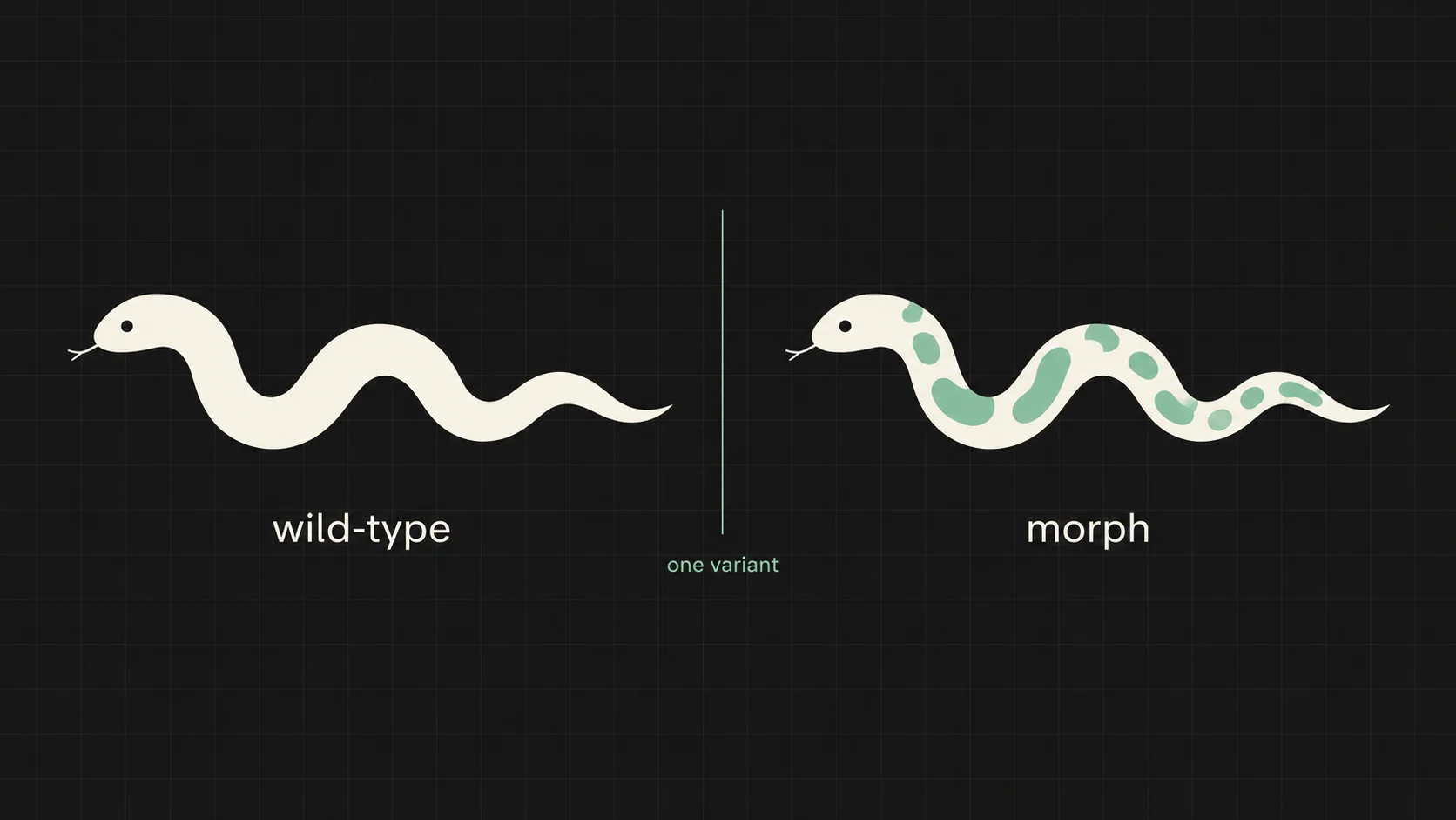 Diagram contrasting a wild-type snake with a spotted morph, linked by a single variant