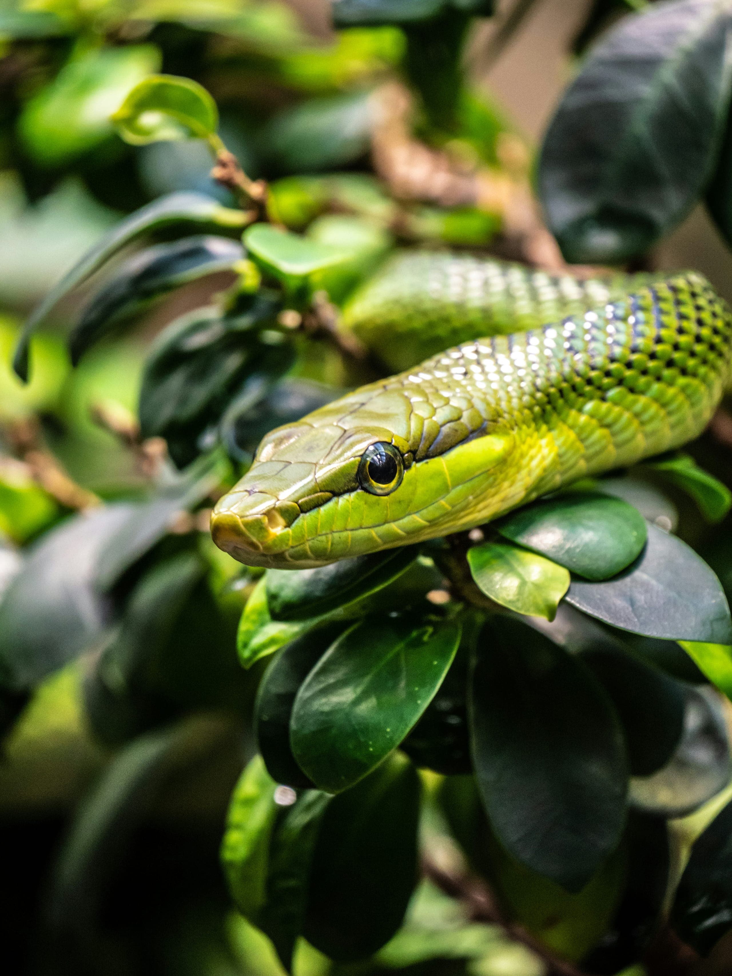 Ball python with unique pattern
