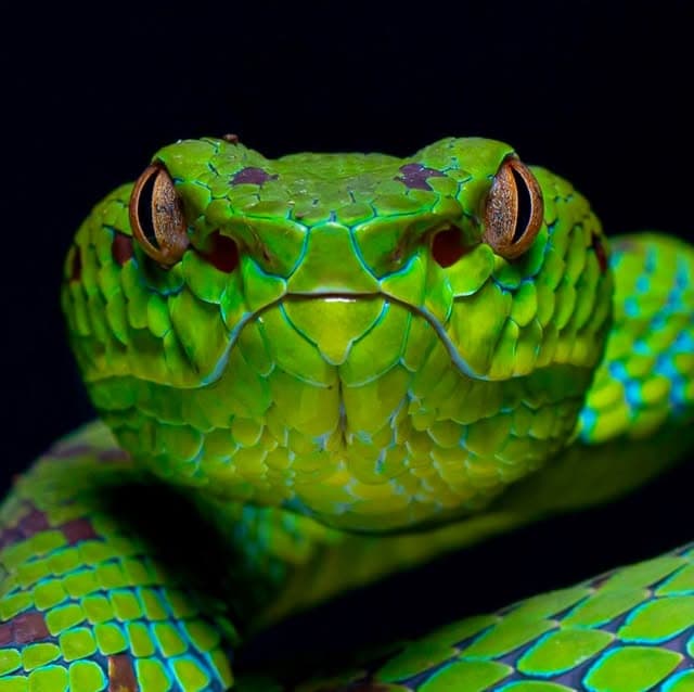 Front-facing macro of a green pit viper with turquoise-flecked scales and copper eyes