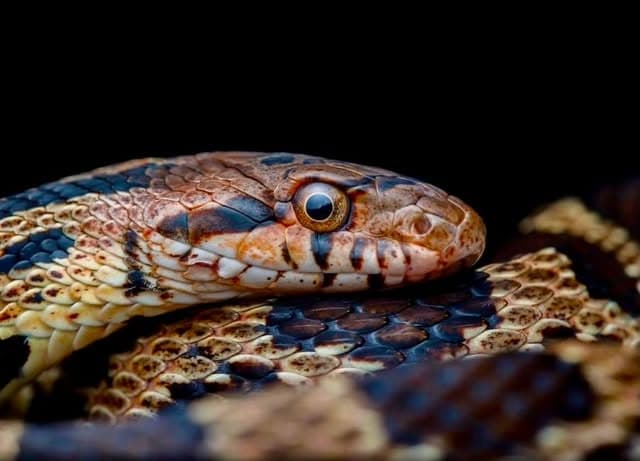 Close-up of a patterned snake's head in warm browns and cream, with a bright copper eye
