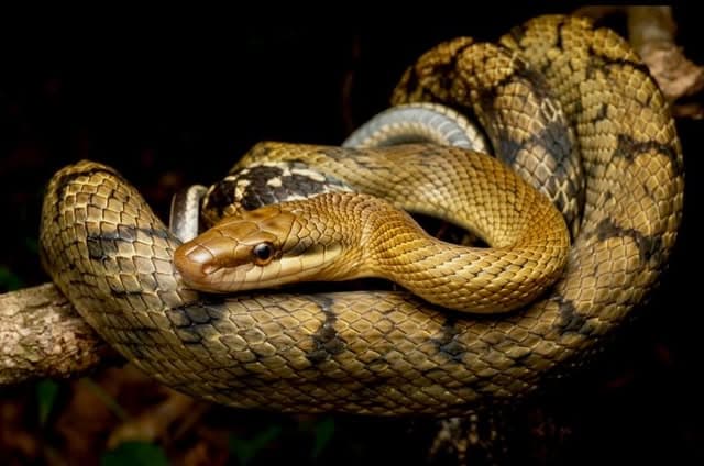 An olive and tan rat snake coiled over a branch at night, head raised toward the camera