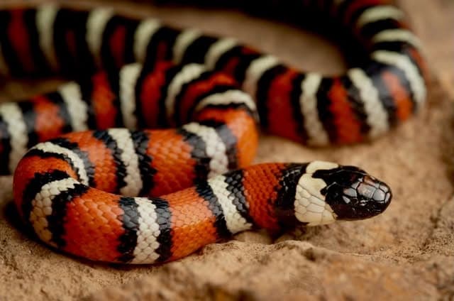 A red, black, and cream banded milk snake coiled on sand, head resting on its own body