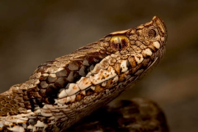 Profile macro of a viper's head, showing an upturned snout, keeled scales, and a vertical pupil in a golden iris