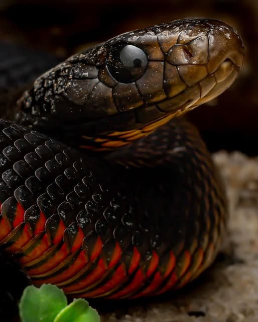 A glossy dark snake coiled tight, its flanks banded in crimson and orange