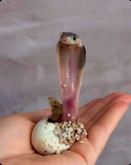 A newly hatched cobra rears up from its egg on an open palm, still dusted with shell fragments