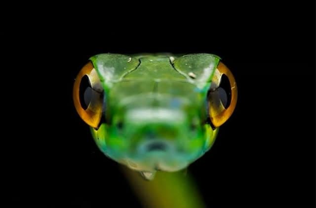 Head-on macro of a small green snake with large amber-ringed eyes against a black background